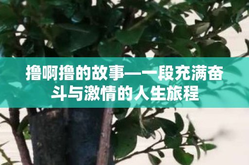 撸啊撸的故事—一段充满奋斗与激情的人生旅程 撸啊撸的故事—一段充满奋斗与激情的人生旅程