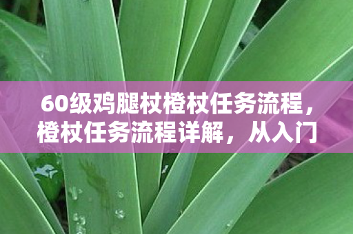 60级鸡腿杖橙杖任务流程，橙杖任务流程详解，从入门到精通