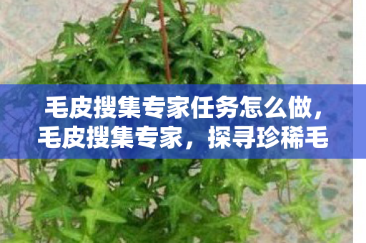 毛皮搜集专家任务怎么做,毛皮搜集专家,探寻珍稀毛皮的奇幻之旅 毛皮搜集专家任务怎么做,毛皮搜集专家,探寻珍稀毛皮的奇幻之旅