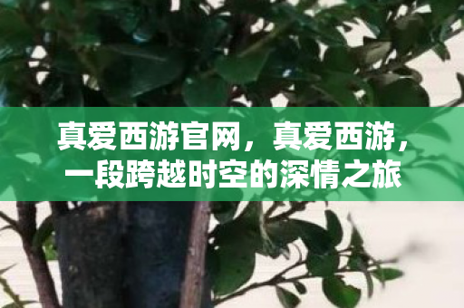 真爱西游官网,真爱西游,一段跨越时空的深情之旅 真爱西游官网,真爱西游,一段跨越时空的深情之旅