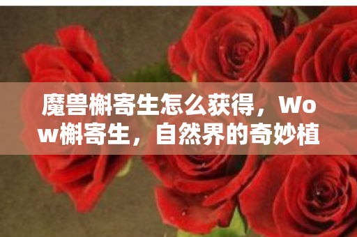 魔兽槲寄生怎么获得,Wow槲寄生,自然界的奇妙植物与人类生活的神秘联系 魔兽槲寄生怎么获得,Wow槲寄生,自然界的奇妙植物与人类生活的神秘联系