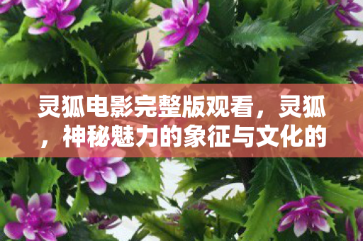 灵狐电影完整版观看，灵狐，神秘魅力的象征与文化的融合