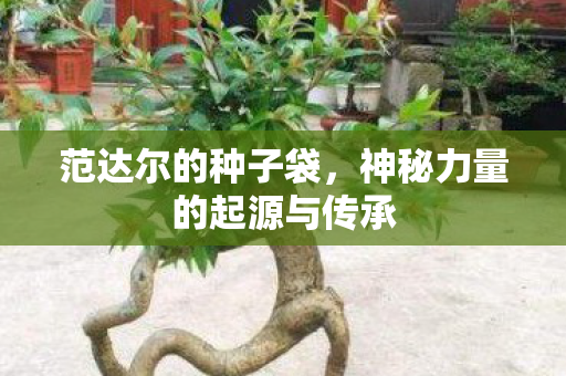 范达尔的种子袋,神秘力量的起源与传承 范达尔的种子袋,神秘力量的起源与传承