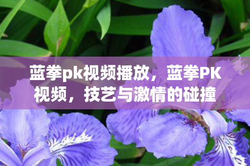 蓝拳pk视频播放，蓝拳PK视频，技艺与激情的碰撞