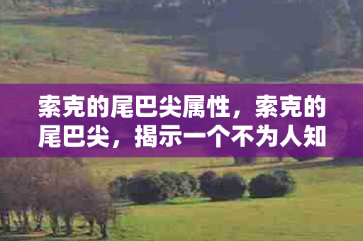索克的尾巴尖属性，索克的尾巴尖，揭示一个不为人知的秘密