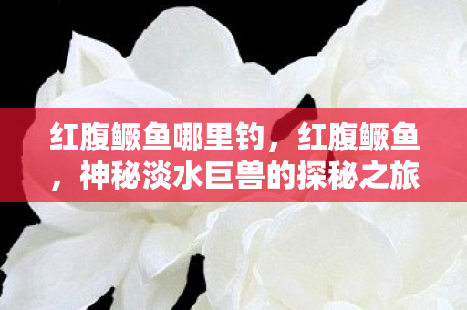 红腹鳜鱼哪里钓，红腹鳜鱼，神秘淡水巨兽的探秘之旅