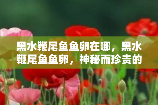 黑水鞭尾鱼鱼卵在哪,黑水鞭尾鱼鱼卵,神秘而珍贵的生态宝藏 黑水鞭尾鱼鱼卵在哪,黑水鞭尾鱼鱼卵,神秘而珍贵的生态宝藏