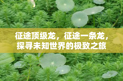 征途顶级龙,征途一条龙,探寻未知世界的极致之旅 征途顶级龙,征途一条龙,探寻未知世界的极致之旅