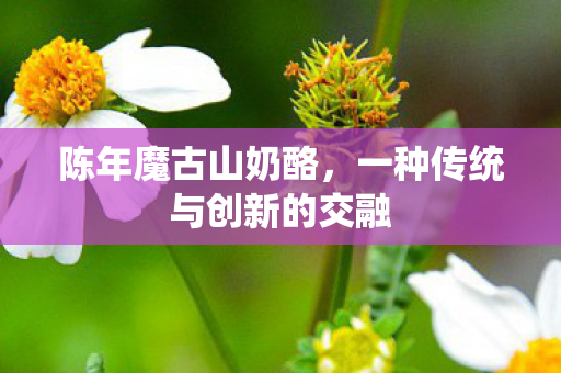 陈年魔古山奶酪，一种传统与创新的交融