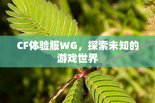 CF体验服WG,探索未知的游戏世界 CF体验服WG,探索未知的游戏世界
