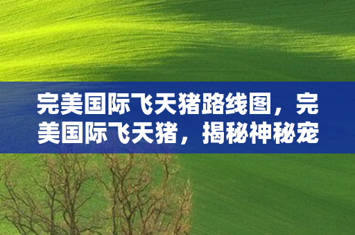 完美国际飞天猪路线图，完美国际飞天猪，揭秘神秘宠物背后的故事