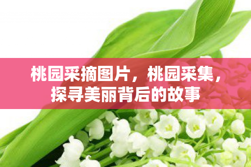 桃园采摘图片,桃园采集,探寻美丽背后的故事 桃园采摘图片,桃园采集,探寻美丽背后的故事