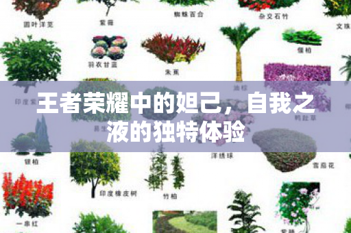 王者荣耀中的妲己，自我之液的独特体验