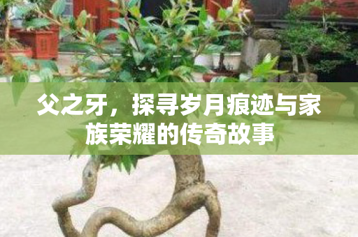 父之牙，探寻岁月痕迹与家族荣耀的传奇故事