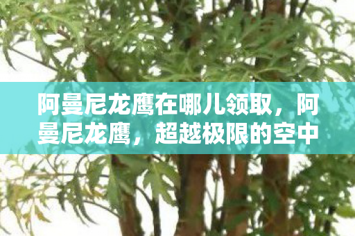 阿曼尼龙鹰在哪儿领取,阿曼尼龙鹰,超越极限的空中霸主 阿曼尼龙鹰在哪儿领取,阿曼尼龙鹰,超越极限的空中霸主