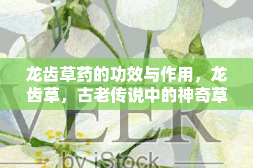 龙齿草药的功效与作用,龙齿草,古老传说中的神奇草药 龙齿草药的功效与作用,龙齿草,古老传说中的神奇草药