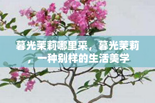 暮光茉莉哪里采,暮光茉莉,一种别样的生活美学 暮光茉莉哪里采,暮光茉莉,一种别样的生活美学