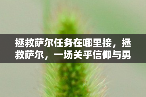 拯救萨尔任务在哪里接,拯救萨尔,一场关乎信仰与勇气的冒险之旅 拯救萨尔任务在哪里接,拯救萨尔,一场关乎信仰与勇气的冒险之旅
