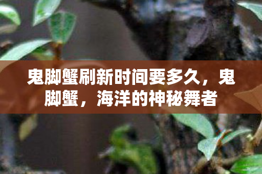鬼脚蟹刷新时间要多久，鬼脚蟹，海洋的神秘舞者