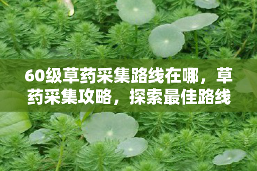 60级草药采集路线在哪,草药采集攻略,探索最佳路线,轻松实现高效采集—草药采集路线攻略(60级篇) 60级草药采集路线在哪,草药采集攻略,探索最佳路线,轻松实现高效采集—草药采集路线攻略(60级篇)
