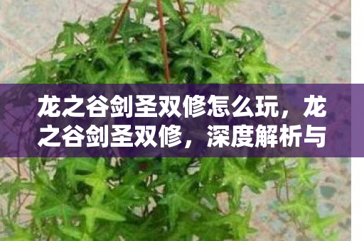 龙之谷剑圣双修怎么玩,龙之谷剑圣双修,深度解析与攻略指南 龙之谷剑圣双修怎么玩,龙之谷剑圣双修,深度解析与攻略指南