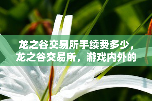 龙之谷交易所手续费多少,龙之谷交易所,游戏内外的经济交流与价值碰撞 龙之谷交易所手续费多少,龙之谷交易所,游戏内外的经济交流与价值碰撞