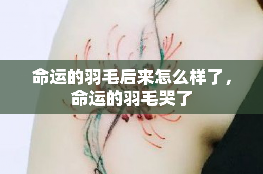 命运的羽毛后来怎么样了,命运的羽毛哭了 命运的羽毛后来怎么样了,命运的羽毛哭了