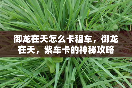 御龙在天怎么卡租车，御龙在天，紫车卡的神秘攻略