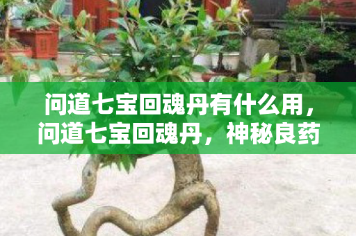 问道七宝回魂丹有什么用,问道七宝回魂丹,神秘良药背后的故事与真相揭秘 问道七宝回魂丹有什么用,问道七宝回魂丹,神秘良药背后的故事与真相揭秘