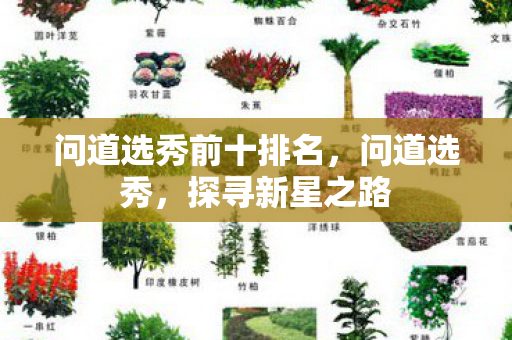 问道选秀前十排名,问道选秀,探寻新星之路 问道选秀前十排名,问道选秀,探寻新星之路