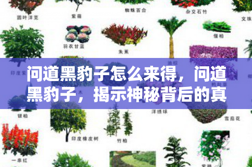 问道黑豹子怎么来得，问道黑豹子，揭示神秘背后的真相