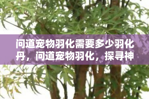 问道宠物羽化需要多少羽化丹,问道宠物羽化,探寻神秘力量的奇幻之旅 问道宠物羽化需要多少羽化丹,问道宠物羽化,探寻神秘力量的奇幻之旅