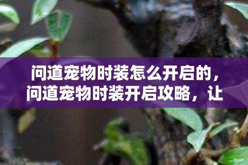 问道宠物时装怎么开启的,问道宠物时装开启攻略,让你的宠物与众不同 问道宠物时装怎么开启的,问道宠物时装开启攻略,让你的宠物与众不同