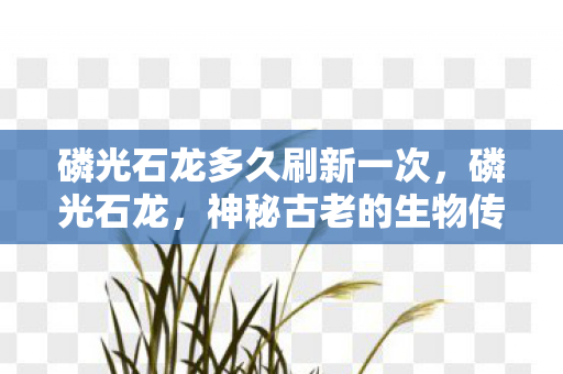 磷光石龙多久刷新一次,磷光石龙,神秘古老的生物传说 磷光石龙多久刷新一次,磷光石龙,神秘古老的生物传说