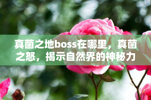 真菌之地boss在哪里,真菌之怒,揭示自然界的神秘力量与生态重要性 真菌之地boss在哪里,真菌之怒,揭示自然界的神秘力量与生态重要性