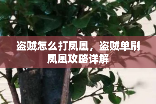盗贼怎么打凤凰,盗贼单刷凤凰攻略详解 盗贼怎么打凤凰,盗贼单刷凤凰攻略详解