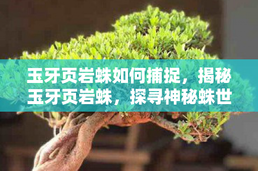 玉牙页岩蛛如何捕捉，揭秘玉牙页岩蛛，探寻神秘蛛世界的未知奥秘