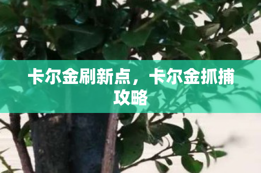 卡尔金刷新点，卡尔金抓捕攻略