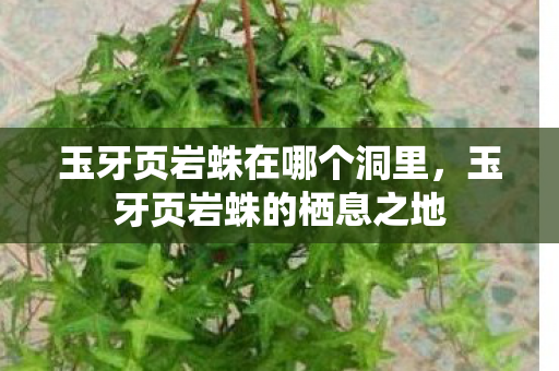 玉牙页岩蛛在哪个洞里,玉牙页岩蛛的栖息之地 玉牙页岩蛛在哪个洞里,玉牙页岩蛛的栖息之地