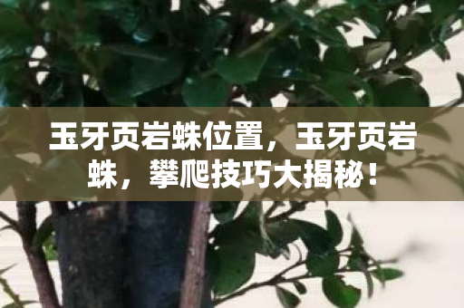 玉牙页岩蛛位置,玉牙页岩蛛,攀爬技巧大揭秘! 玉牙页岩蛛位置,玉牙页岩蛛,攀爬技巧大揭秘!