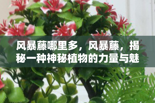 风暴藤哪里多,风暴藤,揭秘一种神秘植物的力量与魅力 风暴藤哪里多,风暴藤,揭秘一种神秘植物的力量与魅力