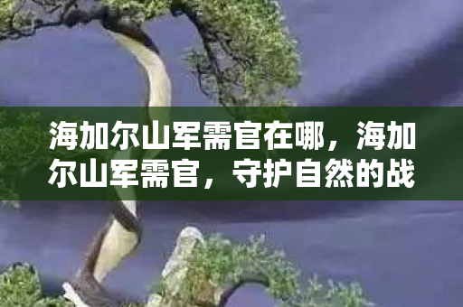 海加尔山军需官在哪,海加尔山军需官,守护自然的战士与文化的传承者 海加尔山军需官在哪,海加尔山军需官,守护自然的战士与文化的传承者