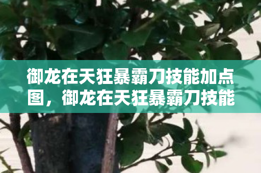 御龙在天狂暴霸刀技能加点图，御龙在天狂暴霸刀技能加点攻略