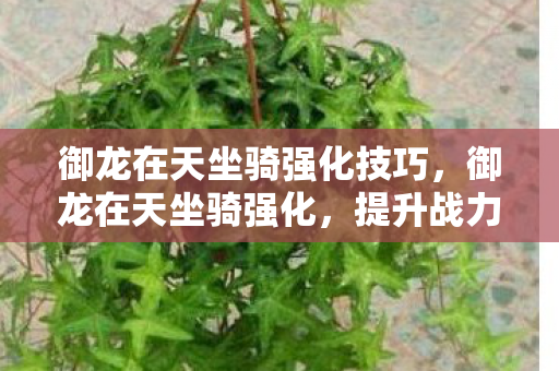 御龙在天坐骑强化技巧,御龙在天坐骑强化,提升战力,驰骋沙场 御龙在天坐骑强化技巧,御龙在天坐骑强化,提升战力,驰骋沙场