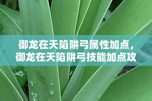 御龙在天陷阱弓属性加点,御龙在天陷阱弓技能加点攻略 御龙在天陷阱弓属性加点,御龙在天陷阱弓技能加点攻略