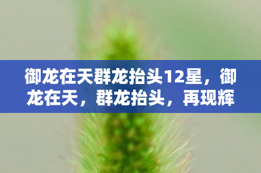 御龙在天群龙抬头12星，御龙在天，群龙抬头，再现辉煌