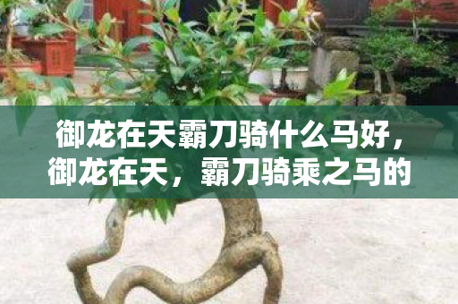 御龙在天霸刀骑什么马好,御龙在天,霸刀骑乘之马的选取之道 御龙在天霸刀骑什么马好,御龙在天,霸刀骑乘之马的选取之道