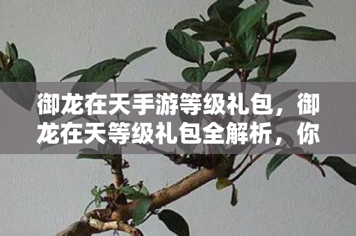 御龙在天手游等级礼包,御龙在天等级礼包全解析,你的游戏进阶必备利器 御龙在天手游等级礼包,御龙在天等级礼包全解析,你的游戏进阶必备利器