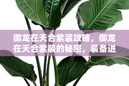御龙在天合紫装攻略,御龙在天合紫装的秘密,装备进阶攻略 御龙在天合紫装攻略,御龙在天合紫装的秘密,装备进阶攻略