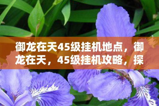 御龙在天45级挂机地点，御龙在天，45级挂机攻略，探索最佳挂机地点！